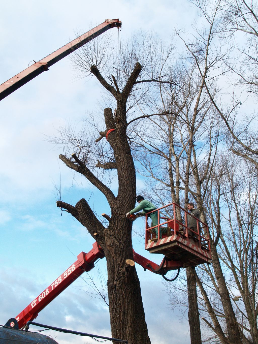 Rizikové kácení, stromolezci - bezpečnostní ořez stromů