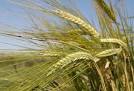 Pšenice, řepka i další zemědělské plodiny z jižní Moravy - Valtice