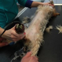 Kastrace, očkování psů, koček-veterinární klinika