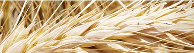 Pšenice, ječmen, žito a tritikále k osevu Kněževes - prodej semen a pesticidů