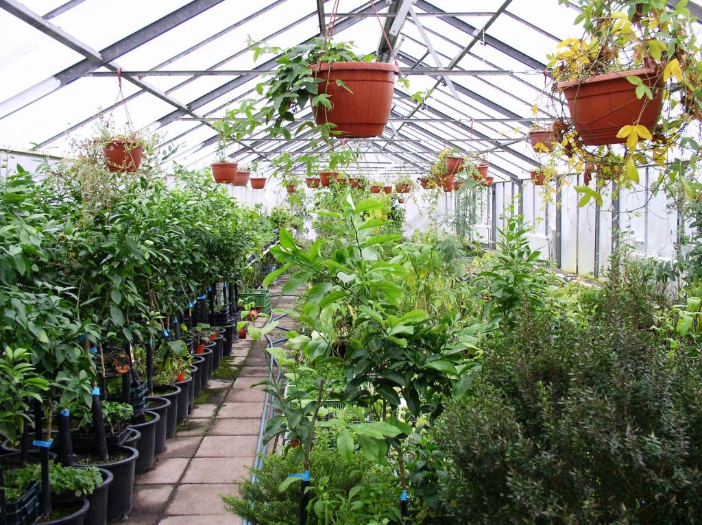 Zahradnictví KRUH pěstování prodej subtropických rostlin léčivých