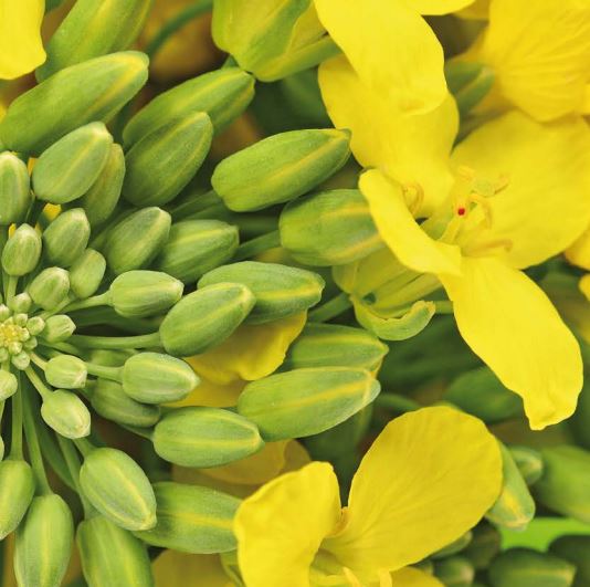 Semena řepky Kněževes, pro pěstitele i zemědělce - prodej i pesticidů na jejich ochranu