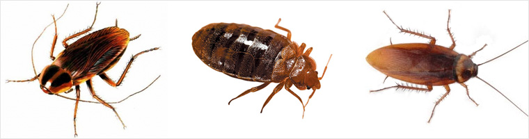 Dezinsekce - hubení švábů, cvrčků, rusů, štěnic, roztočů, mravenců