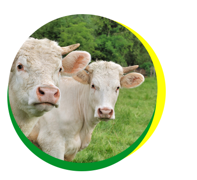 Ekologický chov skotu pro kvalitní hovězí bio maso z produkce  Agro-IGM, s.r.o., Dolní Žandov