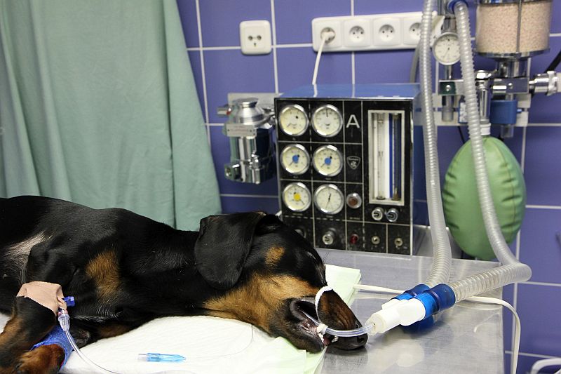 Veterinární ošetření v narkóze - anestezie pro psy a kočky