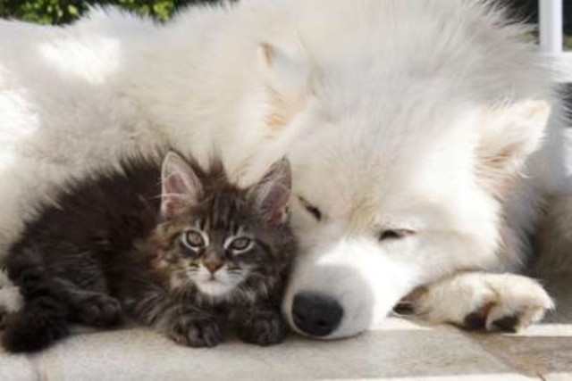 Prevence psů a koček Opava