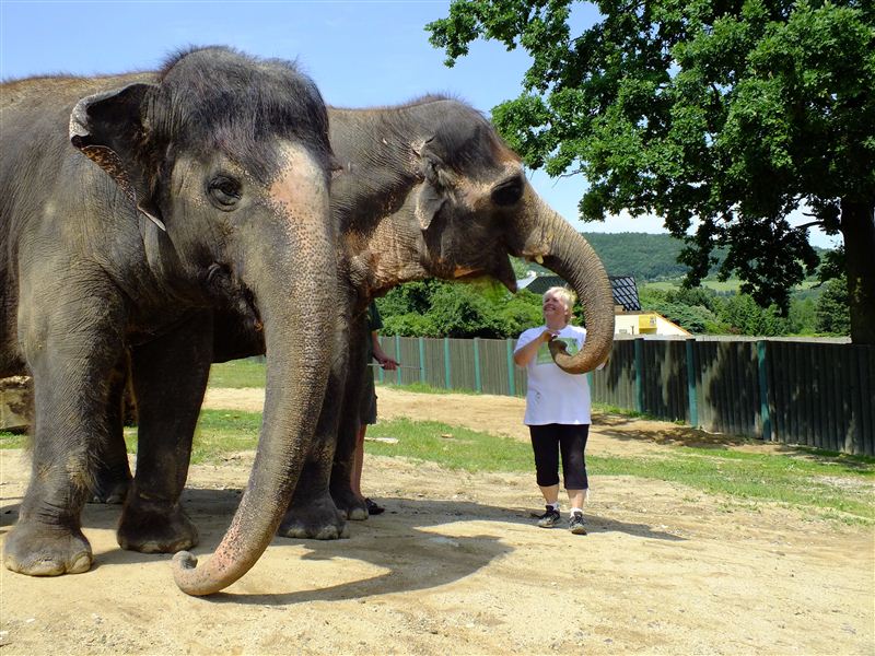 Krmení slonů, žiraf a tuleňů v zoo Ústí nad Labem - zážitkové programy i pro děti
