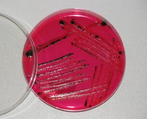 Bakteriální a mykologická diagnostika nemocí zvířat, bakteriologie
