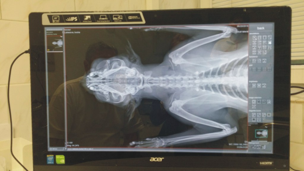 Profesionální veterinární klinika se špičkovým vybavením včetně digitálního rentgenu s přímou digitalizací