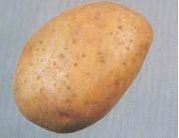 Prodej - chutné rané brambory - neklíčí při skladování, nízké ceny