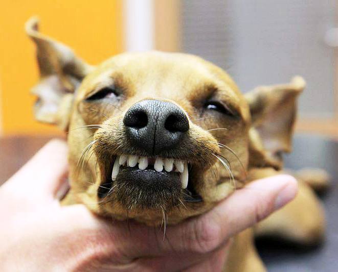 Preventivní čištění a vyšetření zubů u psů a koček Opava