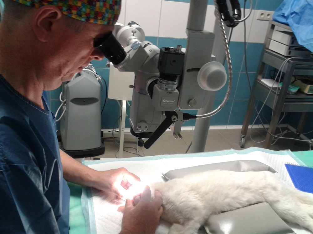 Chirurgické zákroky očí u zvířat - nový operační mikroskop TERA-21
