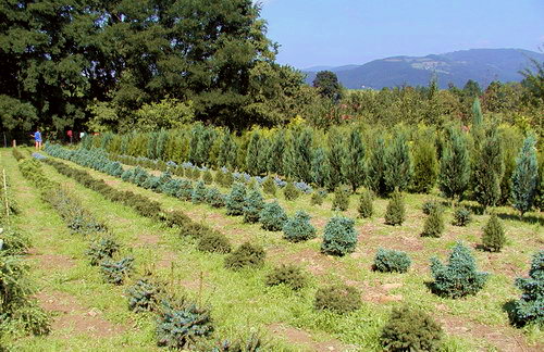 Výsadba a údržba keřů a okrasných stromů - sadové úpravy, výsadby vzrostlých stromů