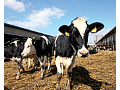 Rostlinná a živočišná výroba, chov skotu a prasat, produkce mléka
