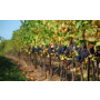 Vinařství, pěstování vinohradu, výroba a prodej vína Čejkovice, ...