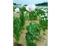 Sale of agricultural commodities blue poppy seeds and sown caraway
