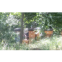 Med z Dobřeně okres Kutná Hora, domácí výroba medu, kvalitní a chutný med z domácí produkce