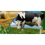 Rostlinná a živočišná výroba Opava, pěstování ječmene, pšenice, chov skotu, produkce mléka