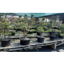 Prodej v zahradnictví - listnaté stromy a keře, bonsaje, jehličnaté čarověníky, trvalky