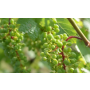 Vinařství Konice, výroba vína, výroba přívlastkových odrůdových vín