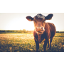 Rostlinná a živočišná výroba Olbramovice – pěstování obilovin a chov hospodářských zvířat