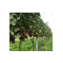 Naturální vína vyrobená z bio hroznů vypěstovaných na bio vinicích