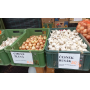 Výsadbový česnek, cibule, hrušky, jablka na uskladnění, zelenina na prodej z letošní sklizně