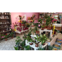 Prodej řezaných květin, hrnkových rostlin a svatební, smuteční vazby