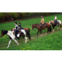 Koňská stáj, vyjížďky na koních, výlety na koních, výuka jízdy na koních