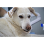 Moderní veterinární ordinace poskytující kompletní péči o zvířata v České lípě - společně pro zdraví vašich miláčků