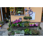 Různobarevné pokojové a balkónové rostliny a květiny pro výsadbu nejlepší jakosti