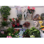 Kvetoucí a nekvetoucí okrasné hrnkové květiny– trvanlivé pokojové rostliny pro ozdobu každého interiéru
