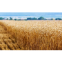 Rostlinná výroba, pěstování obilovin a olejnin, pšenice, ječmen, slunečnice, obhospodařování půdy