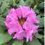 Proměňte svou zahradu v pohádkovou oázu barev s rhododendrony od Zahradnictví Hruška Jiří!