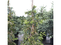 Velkoobchod jehličnaté stromky, rododendrony Litomyšl, Svitavy, Skuteč
