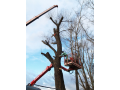 Rizikové kácení, stromolezci - bezpečnostní ořez stromů