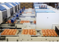 Velikonoční vejce - distribuce přímo od Podniku na výrobu vajec v Kosičkách