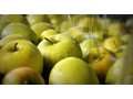 Ovoce Znojmo, prodej ovoce, jablka Moravský Krumlov
