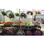 Zahradnictví, prodej balkonových rostlin, zeminy, květináčů Brno, Modřice