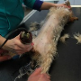 Kastrace, očkování psů, koček-veterinární klinika