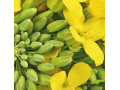 Semena řepky Kněževes, pro pěstitele i zemědělce - prodej i pesticidů na jejich ochranu
