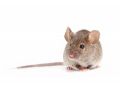 Hubení hlodavců Chomutov – účinná likvidace myší a potkanů pomocí nástrah