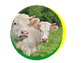 Ekologický chov skotu pro kvalitní hovězí bio maso z produkce  Agro-IGM, s.r.o., Dolní Žandov