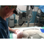 Chirurgické zákroky očí u zvířat - nový operační mikroskop TERA-21
