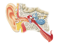 Foniatrie, ORL, sluchadla, vyšetření sluchu Uherské Hradiště