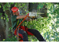 Rizikové kácení stromů za pomoci stromolezeckých metod, Liberec