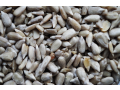 Semena - posypový materiál do velkoobchodů a firem s balícím zařízením