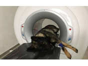 CT počítačová tomografie pro psy a kočky ve špičkovém 3D a 5D zobrazení