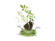 Půdní kondicionéry pro výživu rostlin, keřů a stromů - TerraCottem Universal, Arbor, Turf, Complement