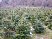 Nadělte dárky pod živý vánoční stromek zakoupený přímo na plantáži za příjemné ceny